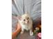 Ragdoll kittens caini pisici 930791 poza 4